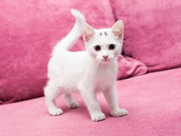 Маленькое чудо Яшенька, милейший белоснежный котенок в дар
