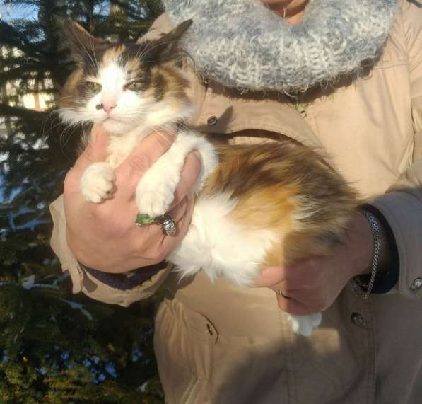 Продам котят курильского бобтейла в Хабаровске