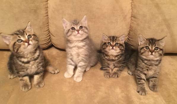 Британские котята в Санкт-Петербурге фото 3