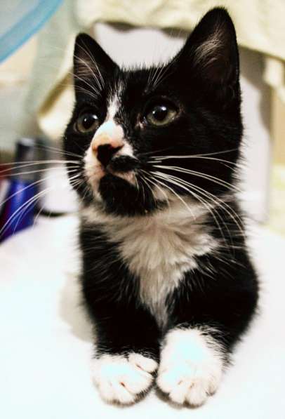 Юные котята ищут дом