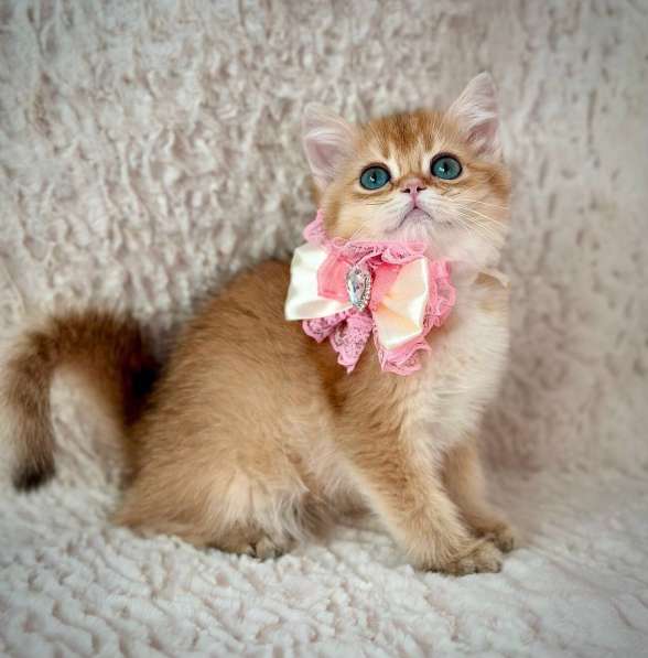 Британские котята драгоценных окрасов(золотая шиншилла)