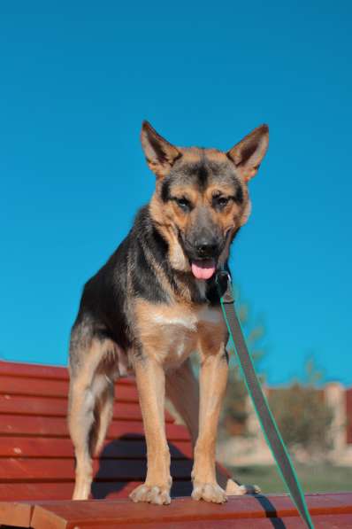 Молодая немецкая овчарка Оскар в добрые руки в Москве фото 6