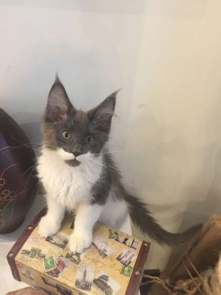 Котята Мейн Кун в Самаре фото 16