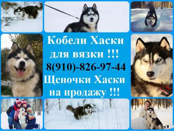Кобели хаски для вязки и щеночки хаски в Владимире