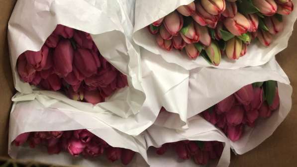 Тюльпаны к празднику 8 Марта! в Красноярске