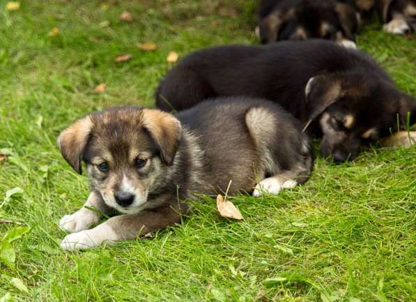 Необычайные малютки-детки щенки в дар!!! в Москве фото 3