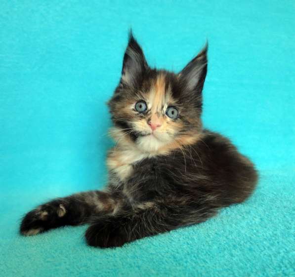 Кошечка мейн-кун из питомнника в Казани фото 23