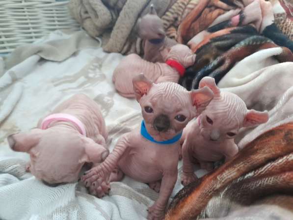 Продаются Котята Сфинкс Эльф в фото 9