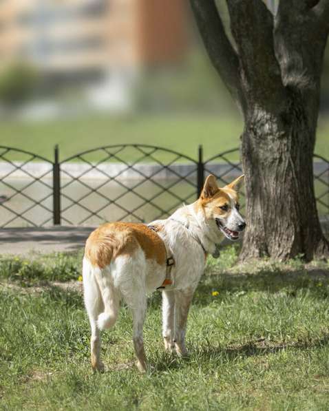 Красивая собака Рона в добрые руки в Москве фото 7