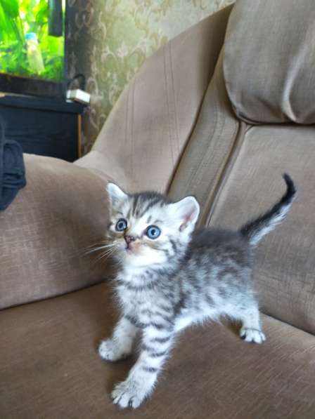 Шотландские котята в фото 32