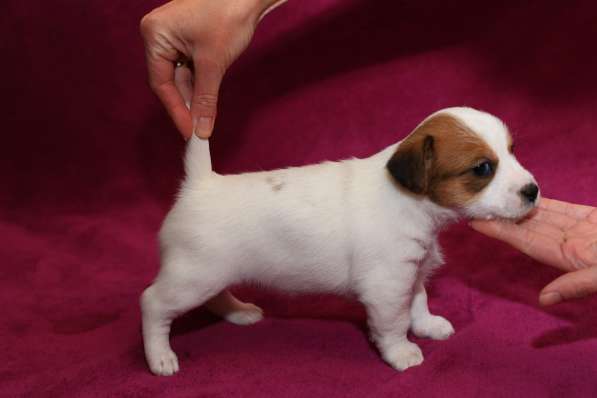 Щенки в Симферополе фото 8