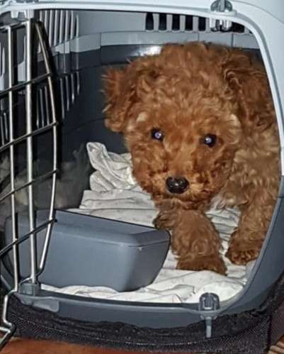 Той-пудель продаётся в фото 6