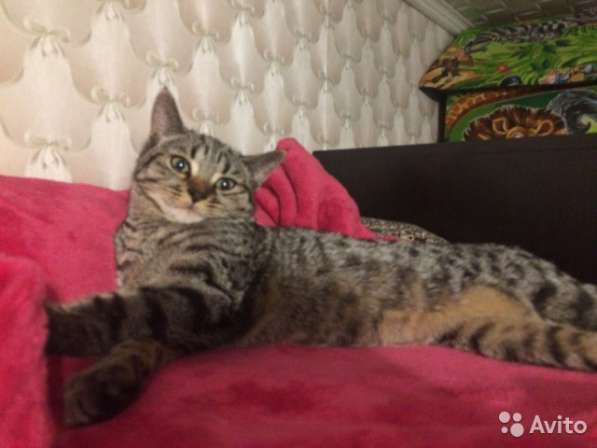 Кот Маркиз в Москве фото 4