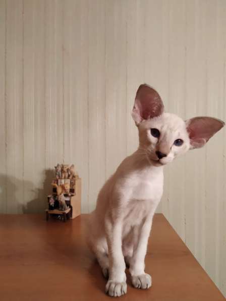 Oriental cat with blue eyes ? в Москве