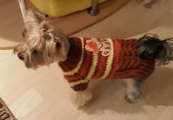 Красивые свитера для маленьких собачек в Владимире фото 3