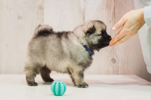 Щенки вольфшпица/кеесхонда в фото 11