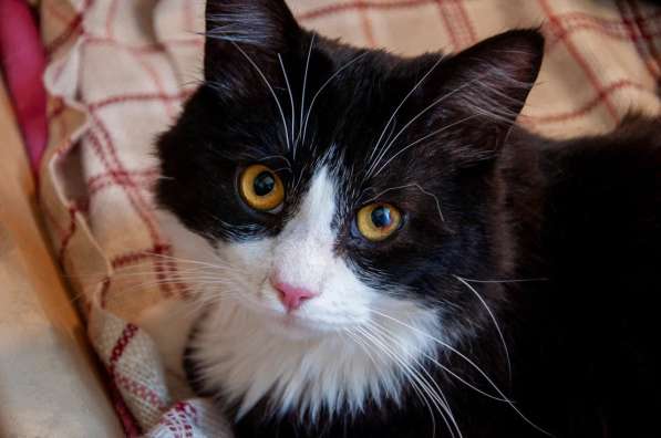 Роскошный нежный молодой котик в Санкт-Петербурге фото 7