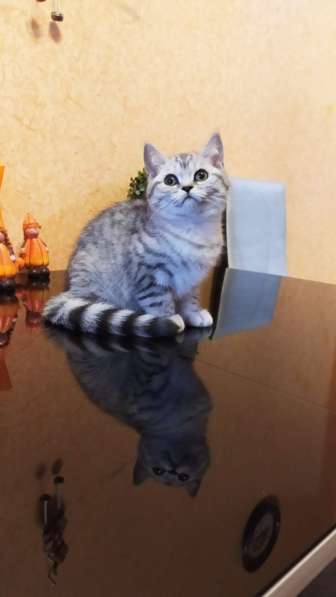 Кошечка пятно на серебре в Москве фото 4