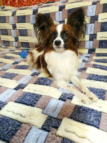 Щенки папийона в Ростове-на-Дону фото 23