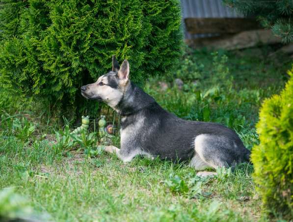 Овчарка Джефф в добрые руки в Москве фото 10