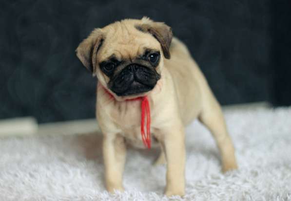 Щенки Мопса в Новосибирске фото 25