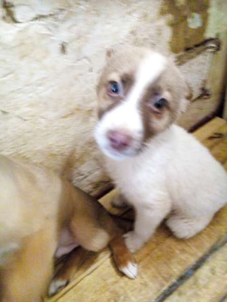 Отдам в хорошие руки в Иркутске фото 4