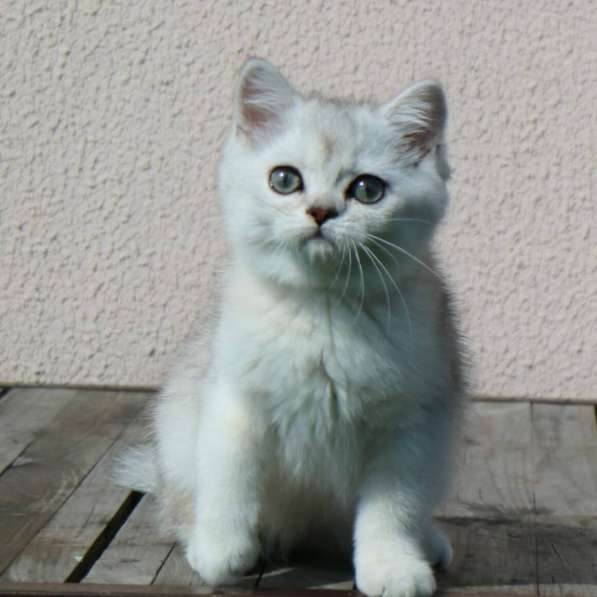 Шотландские котята в фото 11