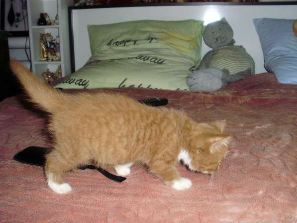 Британский котенок редкого окраса в Краснодаре фото 6