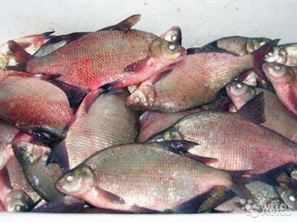 Рыба оптом и в розницу в Омске фото 5