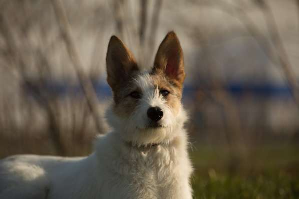 Белая пушистая компактная собачка в Санкт-Петербурге фото 30