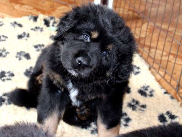 Тибетский мастиф - лучший страж на территории в Москве фото 97