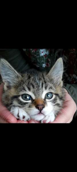 Очаровательный котенок в фото 8