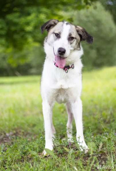 Собака из приюта в добрые руки в Москве