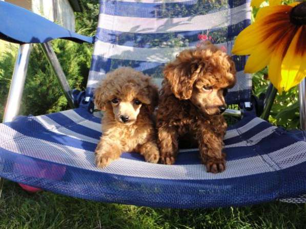 Щенки миниатюрный, той-пудель красный в Санкт-Петербурге