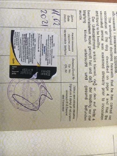 Такса девочка. Чистокровка в фото 3