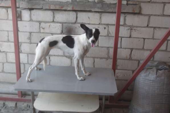 Собаки потеряшки в Волгограде фото 3