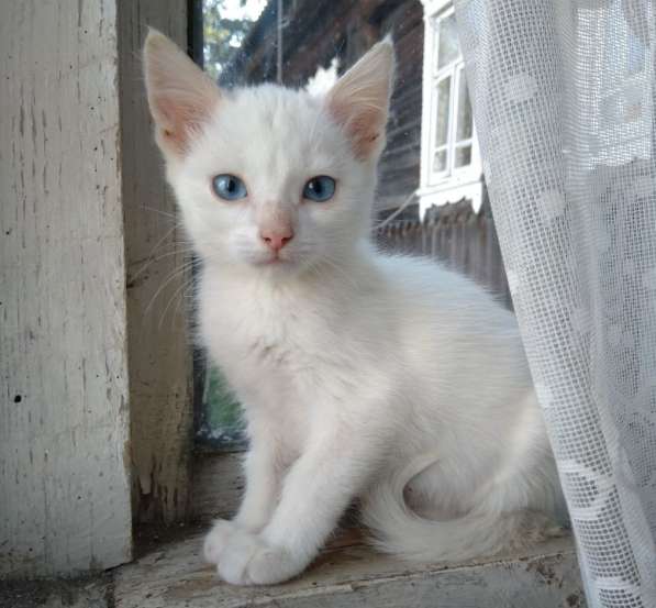 Белые котята, отдам в добрые руки, в дар в Москве фото 4