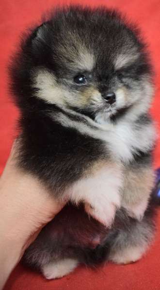 Померанский шпиц. Мини - мишка. Black tan