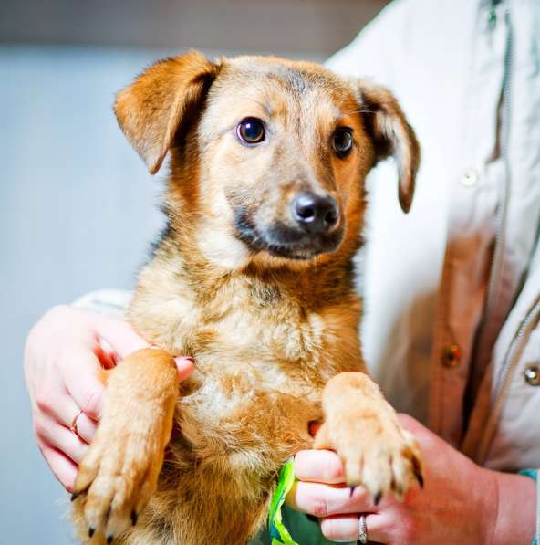 Лисичка-невеличка Сильвия ищет семью! в Москве фото 7