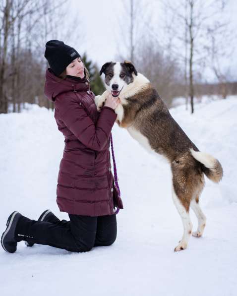 Отдам собаку в добрые руки в Москве фото 4