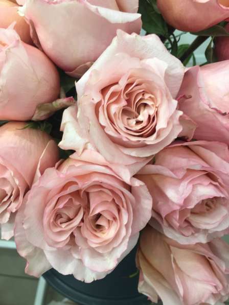 Розы 40 см - 159 рублей в Санкт-Петербурге