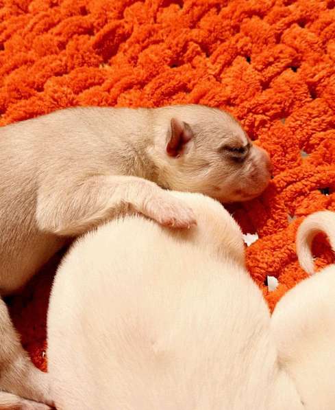 Открыта бронь на щенков хаски