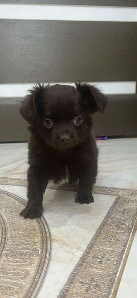 Чихуахуа щенки в Москве