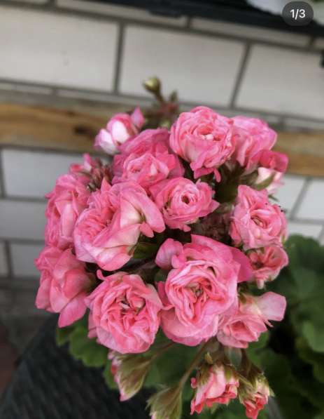 Сортовая пеларгония