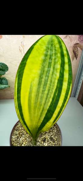 Сансевиериии в Новокузнецке фото 5