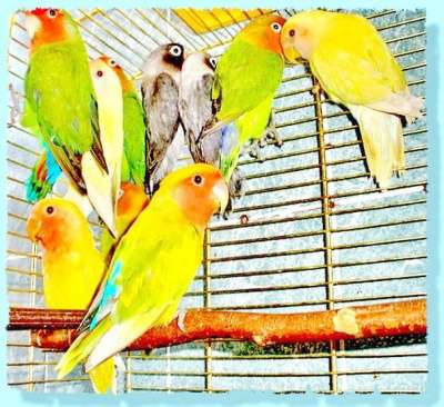 Разведения и продажа попугаев и канареек в Москве фото 6