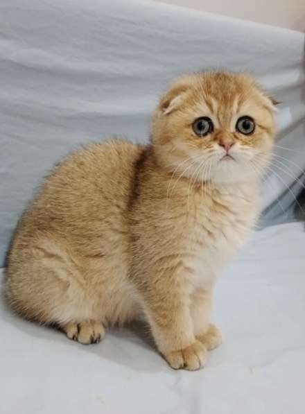 Scottish fold в 