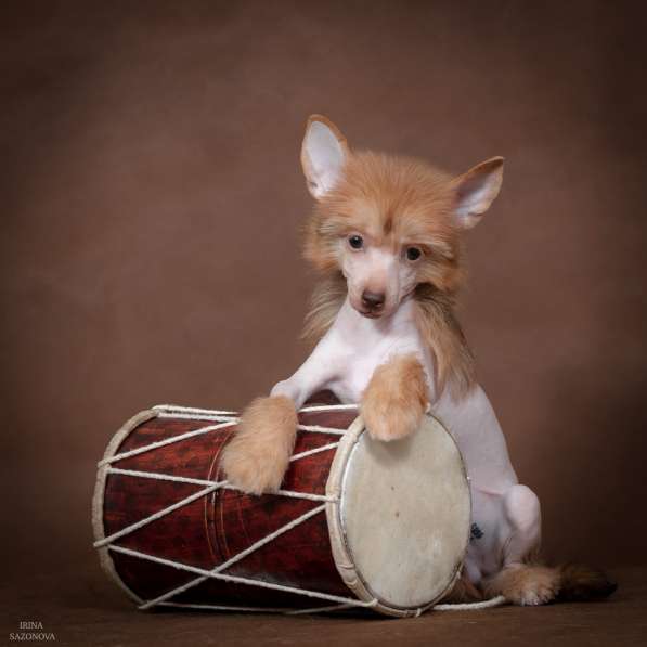 Голый мальчик Китайской хохлатой собаки в Москве фото 9