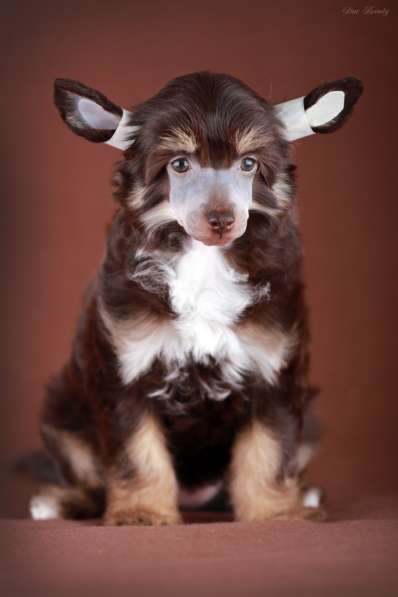 Пуховая девочка Китайской хохлатой собаки в Москве фото 7