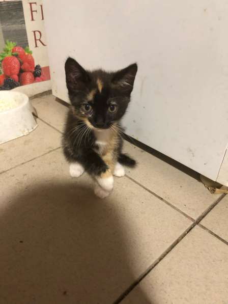 Отдадим котят в добрые руки в Бийске фото 4